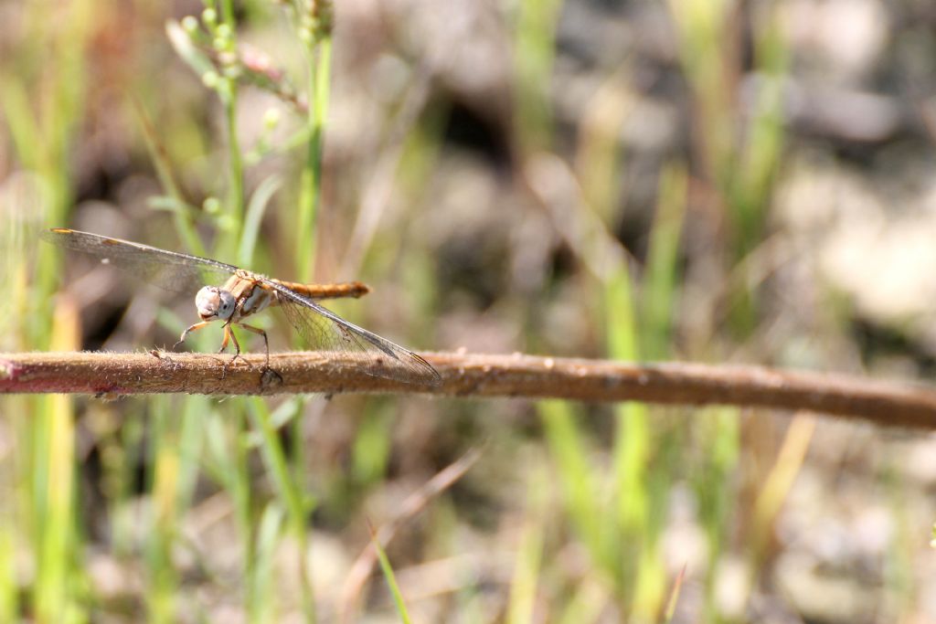 Orthetrum brunneum maschio e femmina credo!!